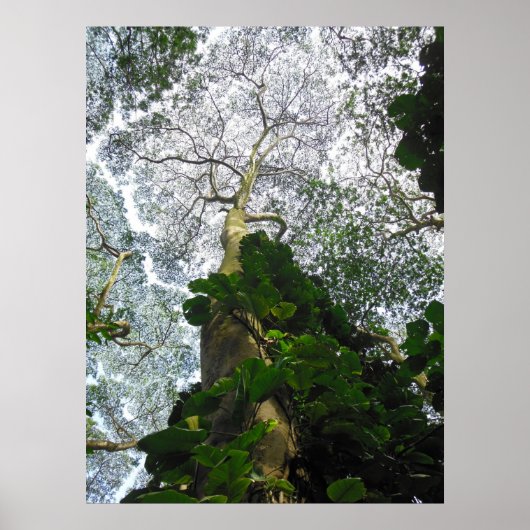 Albizia Tree Poster (Voorkant)