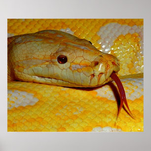 Alboino Birmese Python Snake Poster