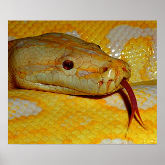 Alboino Birmese Python Snake Poster