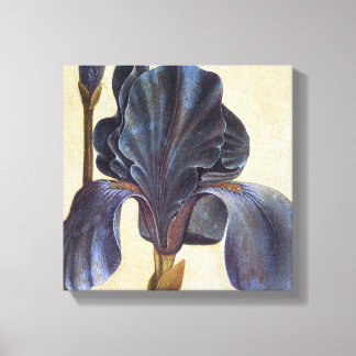 Albrecht Durer Flowers - Iris Detail Schilderij Canvas Afdruk