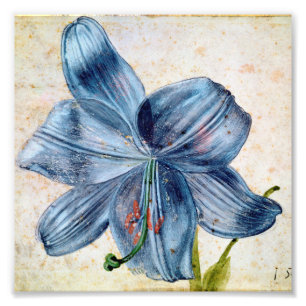 Albrecht Durer - Studie naar een Lily Foto Afdruk