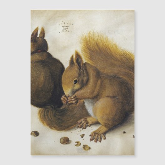 Albrecht Durer - Twee eekhoorns (Voorkant)