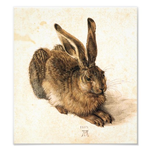 Albrecht Durer Young Hare Foto Afdruk (Voorkant)
