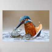 Alcedo Atthis Kingfisher jager Luca Casale Poster (Voorkant)