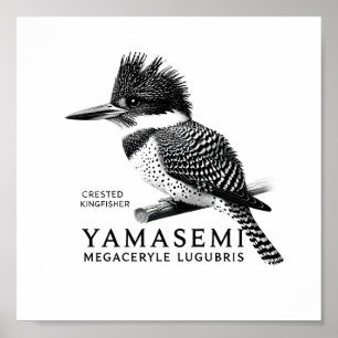 Alcedo cristata Impression d'art en noir et blanc