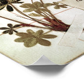 Alchemilla uit een Herbarium Poster (Hoek)