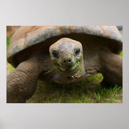 Aldabra Tortoise Feeding Poster (Voorkant)