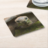 Aldabra Tortoise Feeding Vierkante Kartonnen Onderzetter (Schuin)