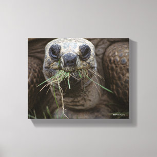 Aldabra Tortoise Grazing Canvas Afdruk