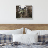 Aldabra Tortoise Grazing Canvas Afdruk (Insitu (Slaapkamer))
