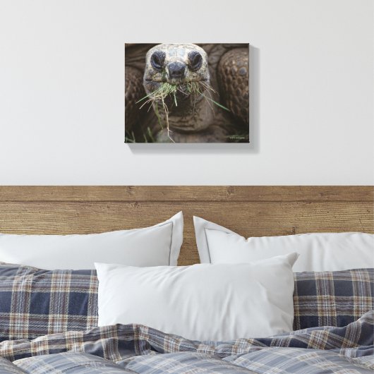 Aldabra Tortoise Grazing Canvas Afdruk (Insitu (Slaapkamer))