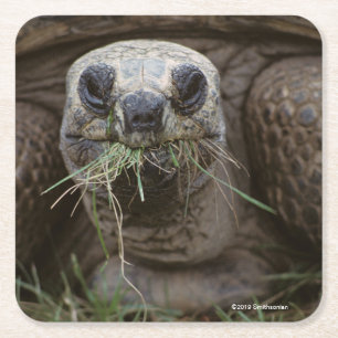 Aldabra Tortoise Grazing Vierkante Kartonnen Onderzetter