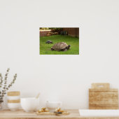 Aldabra Tortoises in Grass Poster (Keuken)