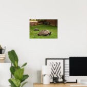 Aldabra Tortoises in Grass Poster (Thuiskantoor)