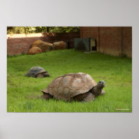 Aldabra Tortoises in Grass