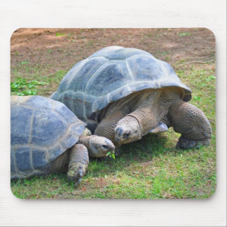 Aldabra Tortoises Mousepad Muismat