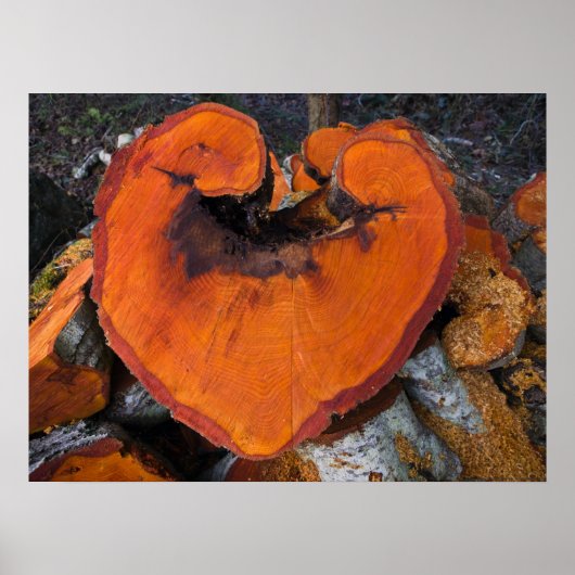 Alder Heart - Poster (Devant)