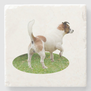 Alert and Ready: een bruine en witte Fox Terrier Stenen Onderzetter