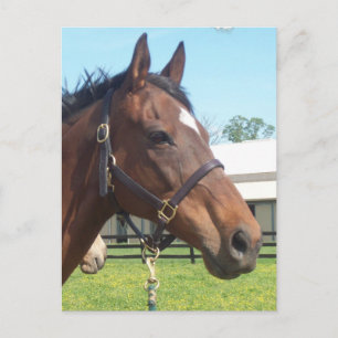 Alert Arab Horse Briefkaart