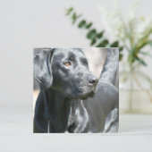 Alert Black Labrador Rertriever Dog Invitaties Kaart (Staand voorkant)