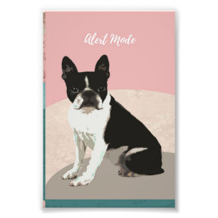 Alert Boston Terrier Dog Boston Terrier Lover Foto Afdruk