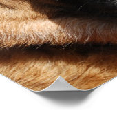 Alert German Shepherd Poster (Hoek)