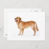 Alert Golden Retriever Briefkaart (Voorkant / Achterkant)
