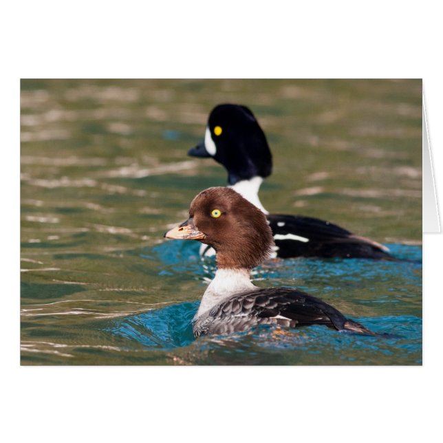 Alert Goldeneye (Devant Horizontal)