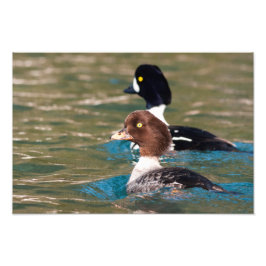 Alert Goldeneye Foto Afdruk