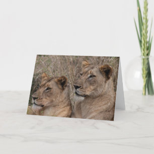 Alert Lionesses Kaart