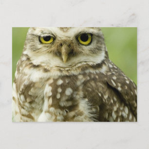Alert Owl Briefkaart