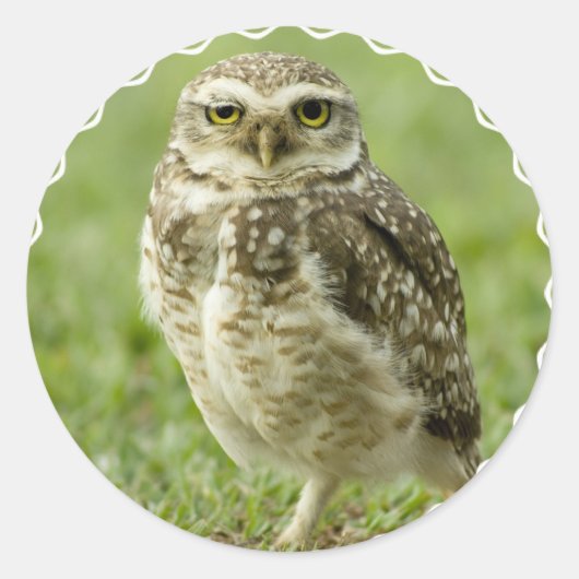 Alert Uil Stickers (Voorkant)