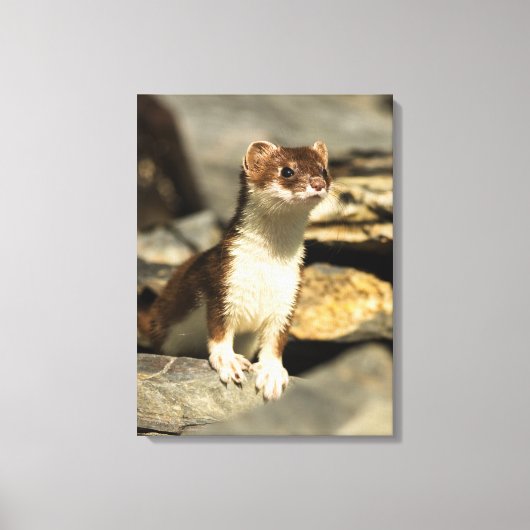 Alert Weasel Canvas Afdruk (Voorkant)