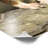 Alert Weasel Foto Afdruk (Hoek)