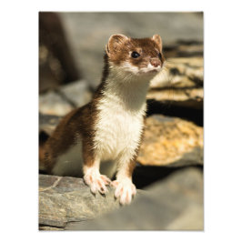 Alert Weasel Foto Afdruk