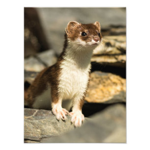 Alert Weasel Foto Afdruk