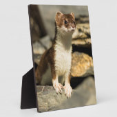 Alert Weasel Fotoplaat (Zijkant)