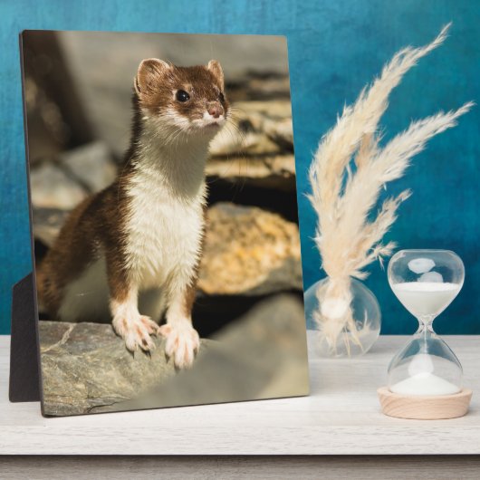 Alert Weasel Fotoplaat (Zijkant)