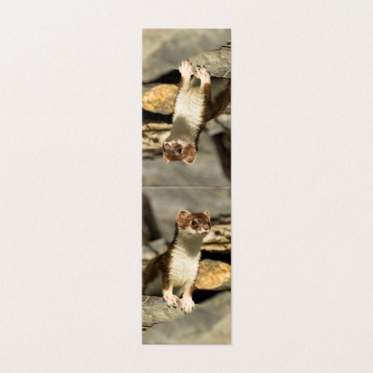 Alert Weasel Kaart (Buitenkant ongevouwen)