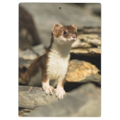 Alert Weasel Klembord (Achterkant)