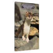 Alert Weasel Klembord (Rechts)