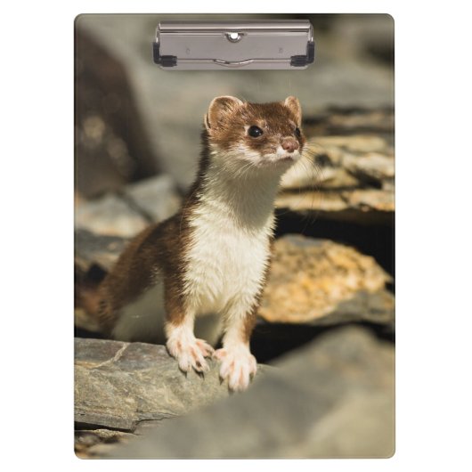 Alert Weasel Klembord (Voorkant)
