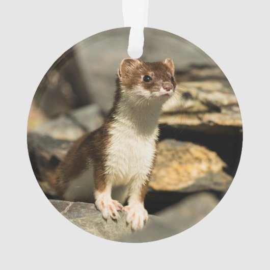 Alert Weasel Ornament (achterkant)