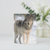 Alert Wolf Briefkaart (Staand voorkant)