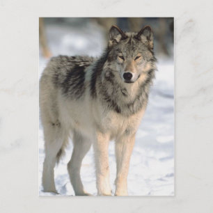 Alert Wolf Briefkaart