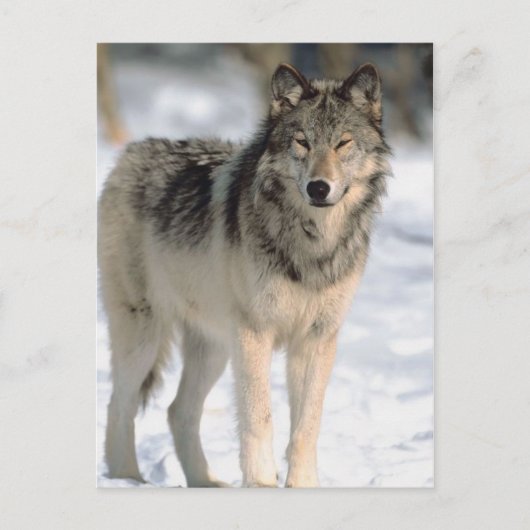 Alert Wolf Briefkaart (Voorkant)