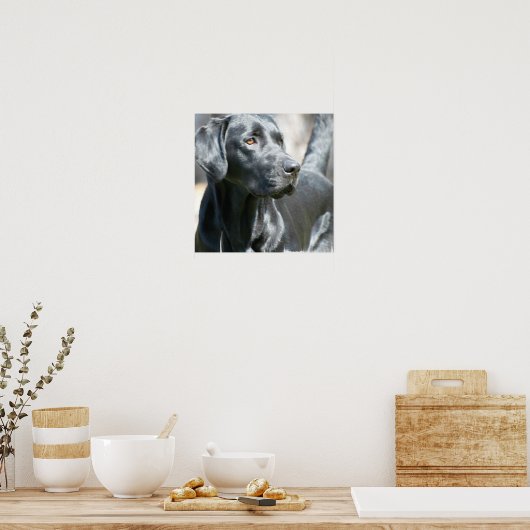 Alerte Black Labrador Retriever Doing Poster (Cuisine)