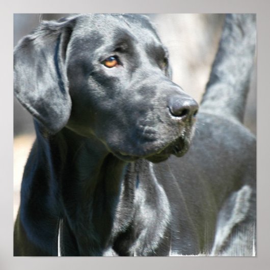 Alerte Black Labrador Retriever Doing Poster (Devant)