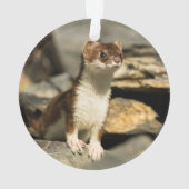Alerte Weasel (dos)