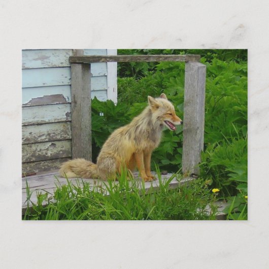 Aleutian Fox in Unalaska, Alaska Briefkaart (Voorkant)